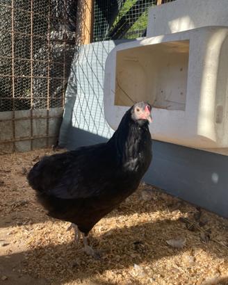 Giovani olive egger