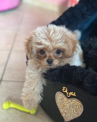 Pomapoo