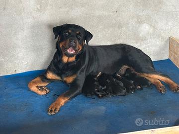 Super cucciolata di rottweiler . nati 23/07/26