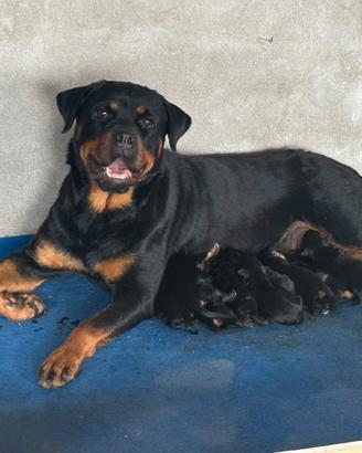 Super cucciolata di rottweiler . nati 23/07/26