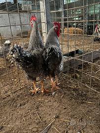 Galli amrocks originali