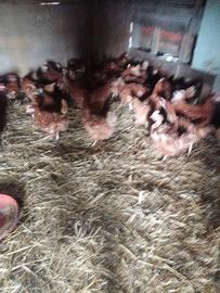 Galline ovaiole