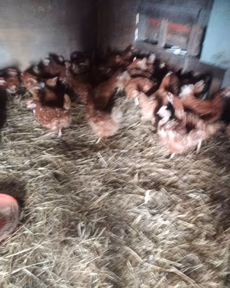Galline ovaiole