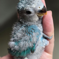 Pulli Agapornis Roseicollis Inseparabili