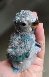 Pulli Agapornis Roseicollis Inseparabili