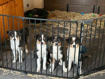 Cuccioli pastore australiano