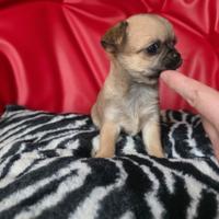 Chihuahua femmina pelo raso toy Venere 70gg