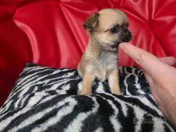 Chihuahua femmina pelo raso toy Venere 70gg