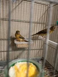 Canarini Spagnoli 2025