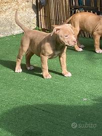 Cucciole di Pitbull ukc con Pedigree