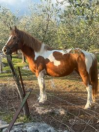 Cavallo