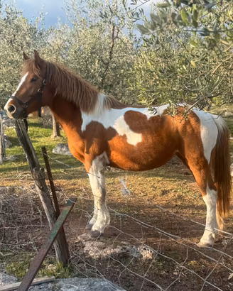Cavallo