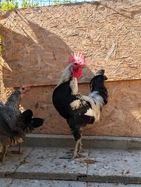 Gallina della Valplatani