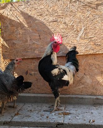 Gallina della Valplatani