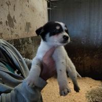 Jack Russell mix