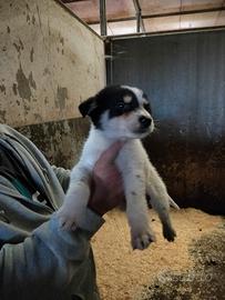 Jack Russell mix