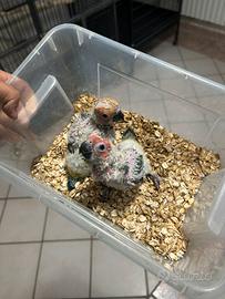 Pappagalli allevati a mano