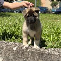 Cucciolo Akita Americano