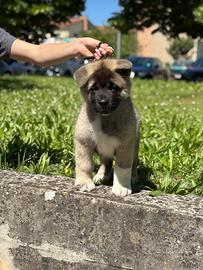 Cucciolo Akita Americano