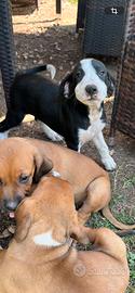 Cucciolo amstaff