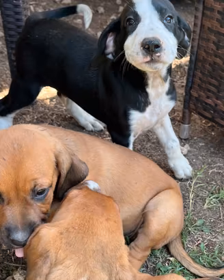 Cucciolo amstaff