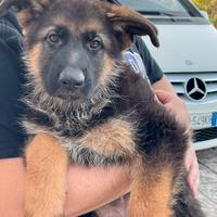 Cuccioli di Pastore Tedesco