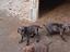 Immagine 2