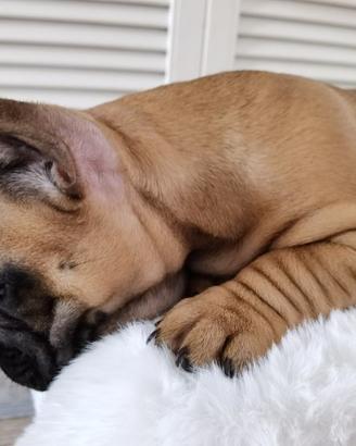 Cuccioli di bulldog francesi maschi rossi