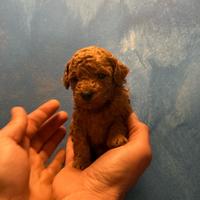 Barboncino Toy Red