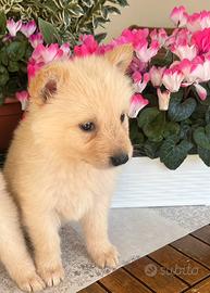 Cucciola incrocio Border