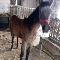 Puledra quarab 11 mesi
