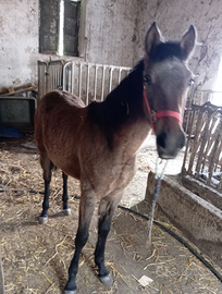 Puledra quarab 11 mesi