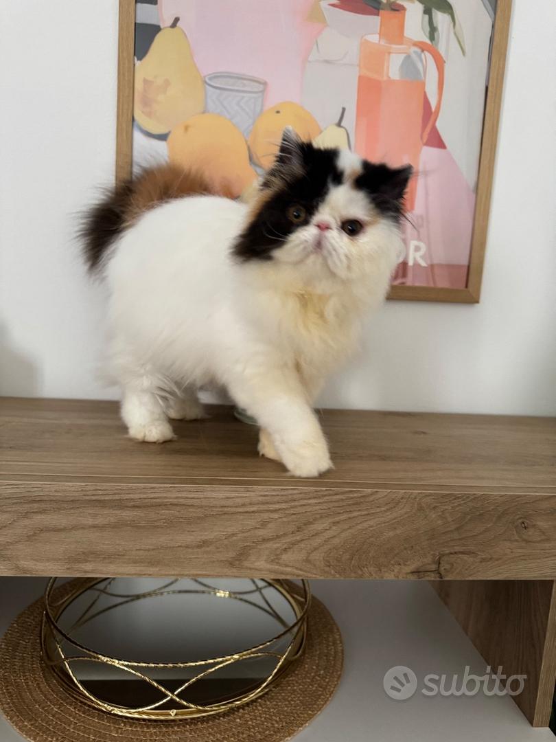Persiani gattini - Animali In vendita a Messina