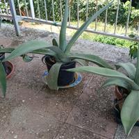 agave weberi