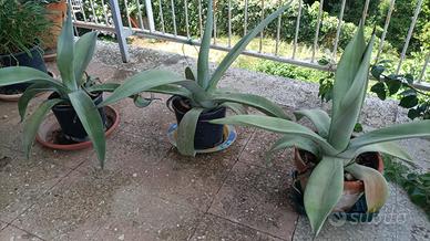 agave weberi
