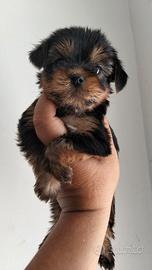 Cuccioli di Yorkshire toy