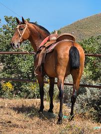 Cavallo vacquera