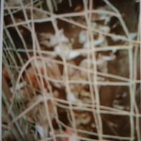 Galline e papere giovani 40 pz