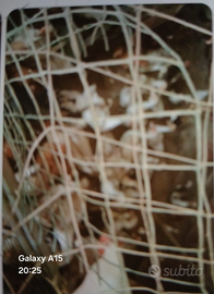 Galline e papere giovani 40 pz