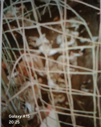 Galline e papere giovani 40 pz