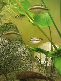 Pesci pelvicachromis pulcher