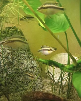 Pesci pelvicachromis pulcher