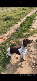 Setter inglese