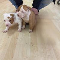 Cuccioli di ptbull