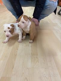 Cuccioli di ptbull