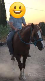 cavallo di 3 anni 
