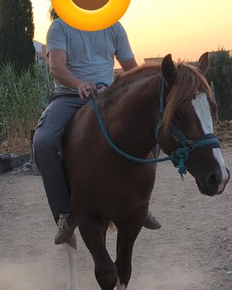 cavallo di 3 anni 