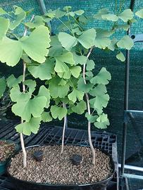 bonsai boschetto ginko