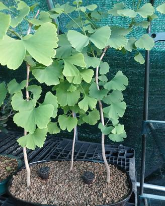 bonsai boschetto ginko