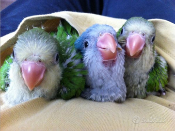 Pulli parrochetto Monaco